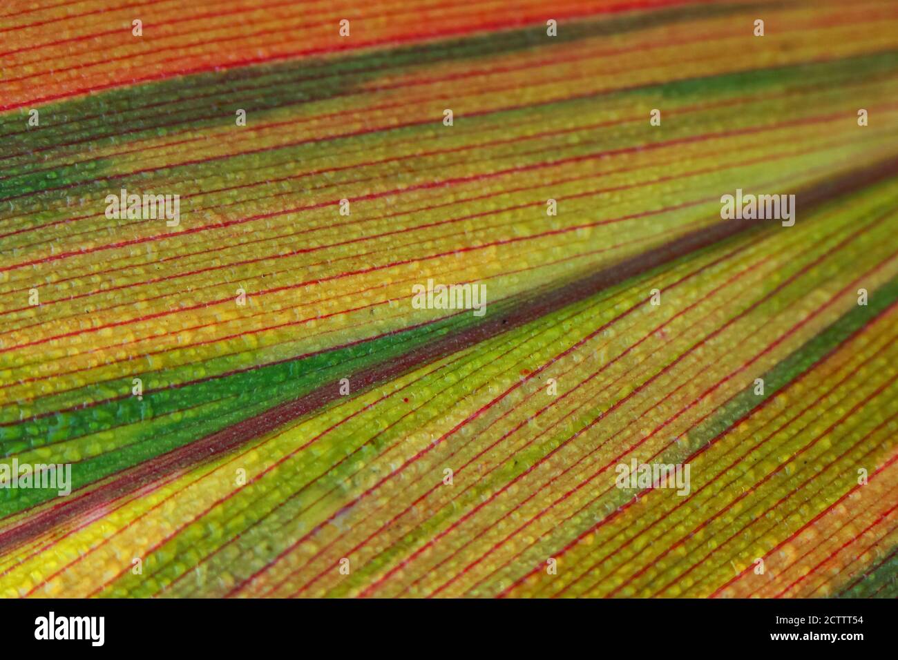 An abstract image of a leaf with strips of green and yellow Stock Photo