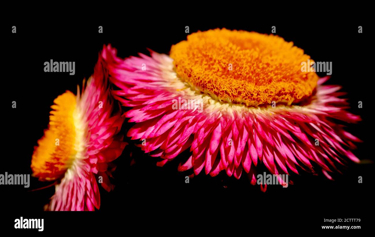 Flower flourishing Plant Closeup Flora Red Postereck-Poster 1492-Poppy