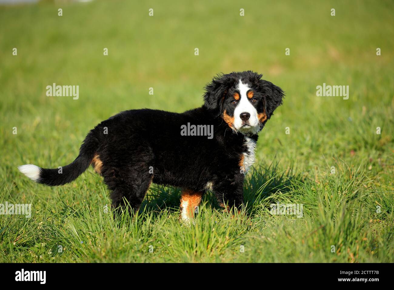 Bernese Mountain Dog. Puppy standing on grass. Stock Photo