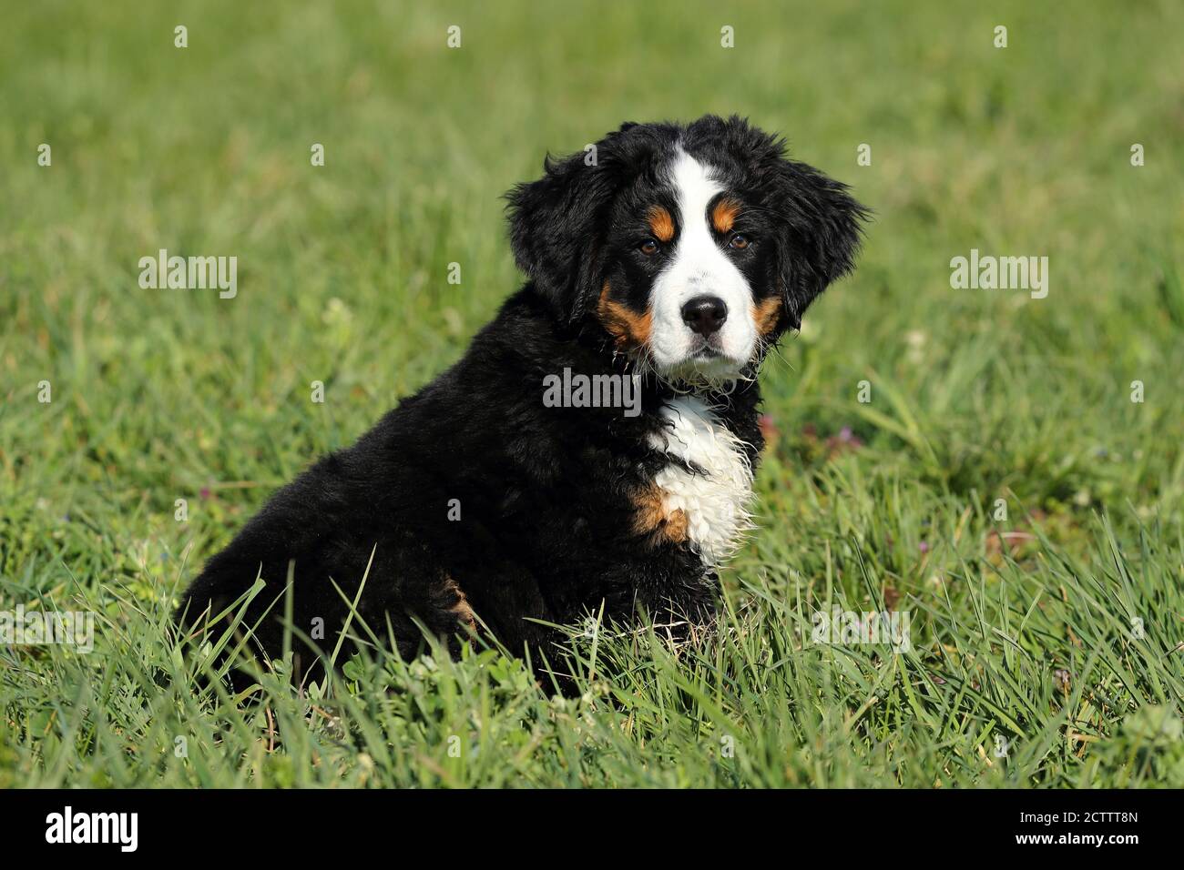 Bernese Mountain Dog. Puppy sitting on grass. Stock Photo