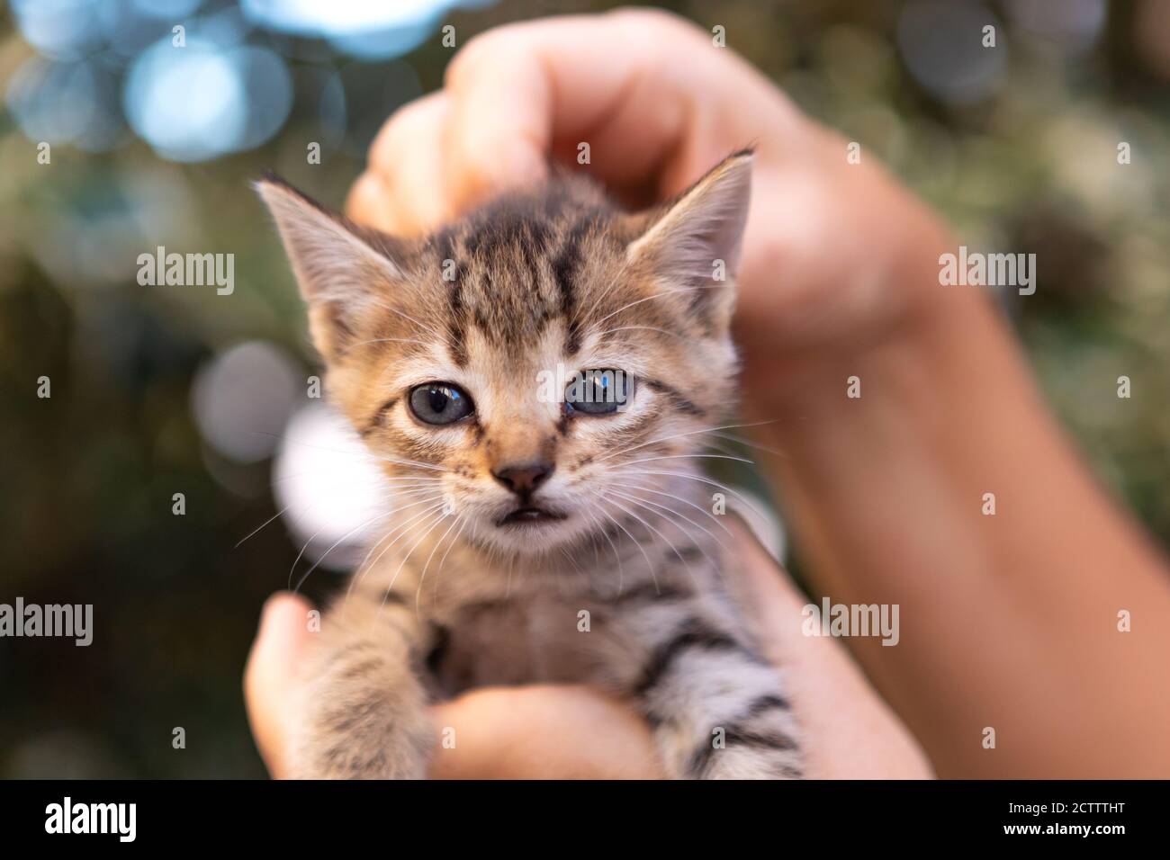 Hands holding a cute kitten in the garden Stock Photo