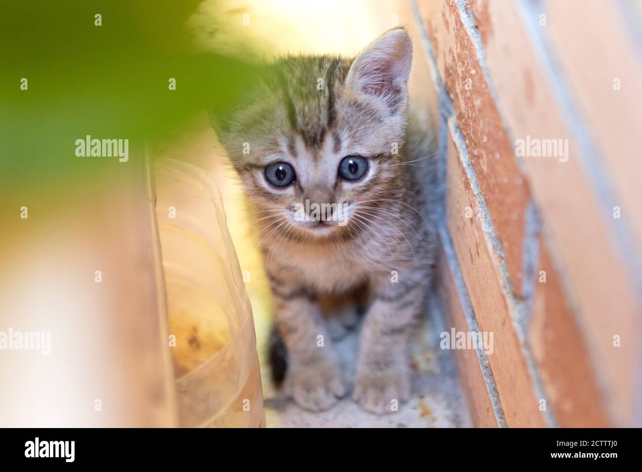 Cute newborn kitten with grey eyes Stock Photo