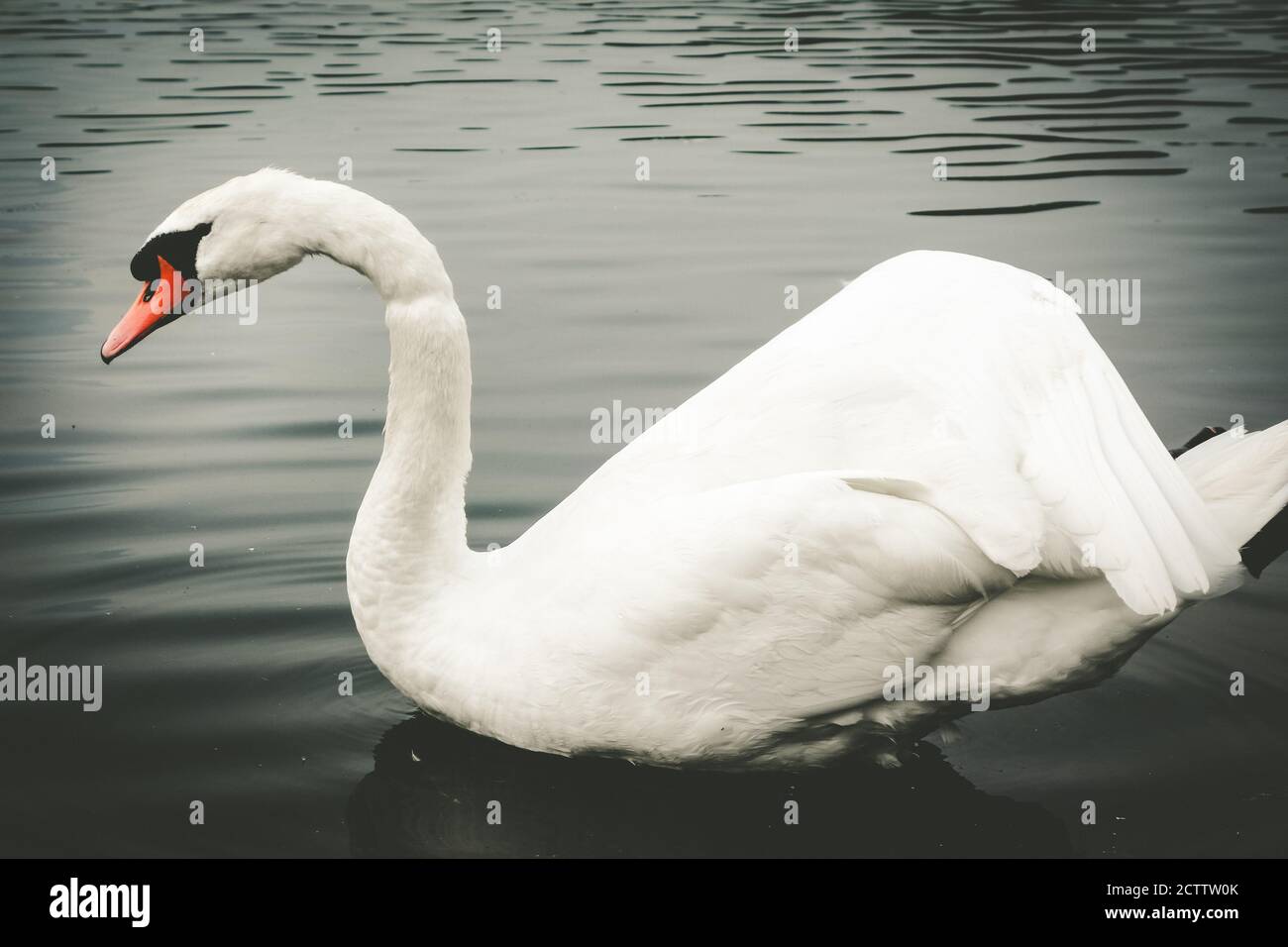 Beautiful white swan swimming on a pond Stock Photo - Alamy