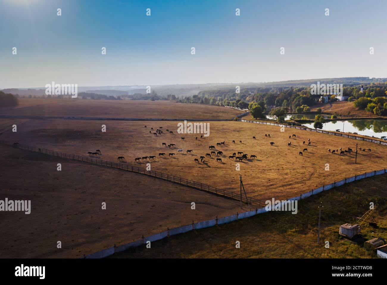 Horse herd at a Ukrainian ranch horse farm during the day grazing in a horse paddock - autumn landscape, aerial photo. Stock Photo