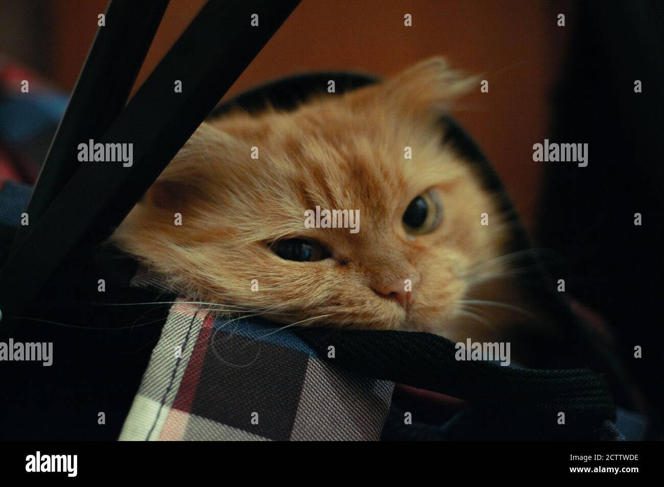 Funny red kitten in a colorful backpack Stock Photo Alamy