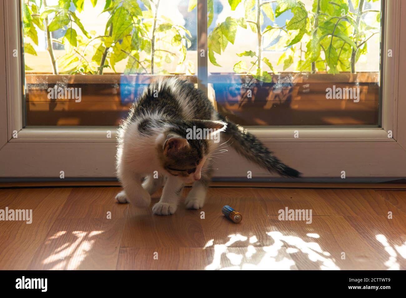 Cute Kitten Playing With A Battery Stock Photo