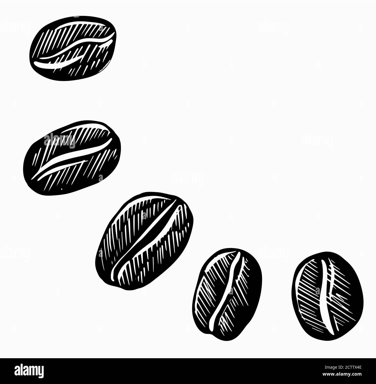 Coffee beans, sketch, black vector hand drawing on a white background Stock Vector