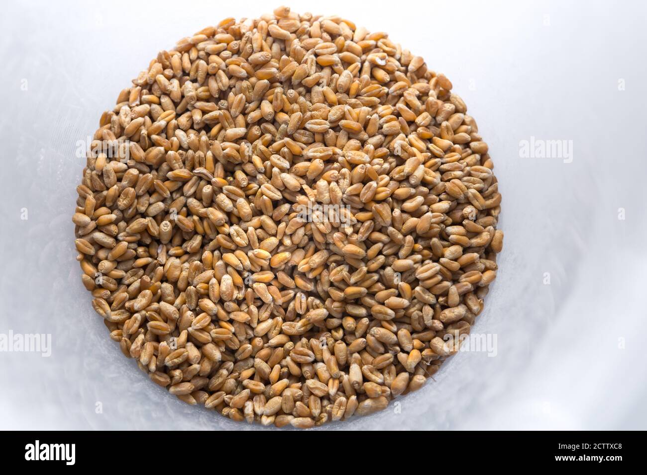 Mature wheat grains in a plastic container. Natural grain in the form