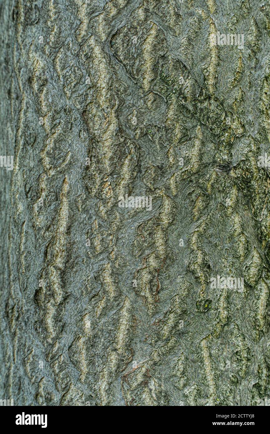 Textured Bark of A Tree Trunk Stock Photo