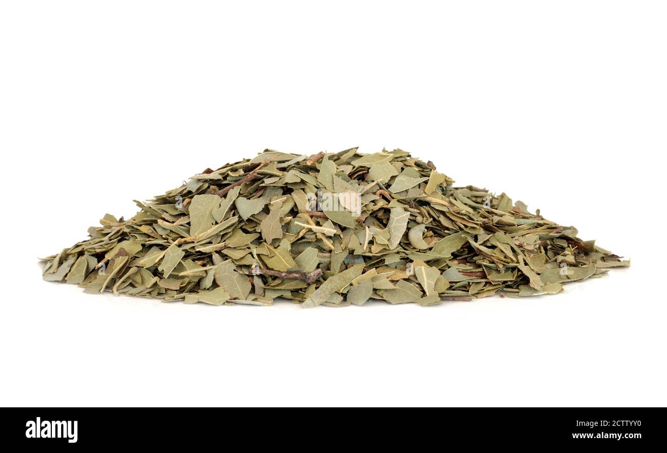 Boldo herb leaves used in herbal medicine for gallstones, rheumatism, bladder infections, gonorrhoea, liver disease & is anti bacterial. Stock Photo