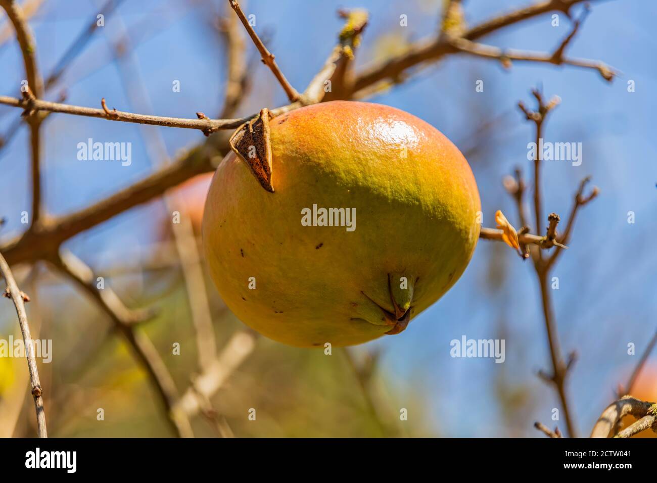 Ripening fruits of a pomegranate tree close up on a blured background Stock Photo