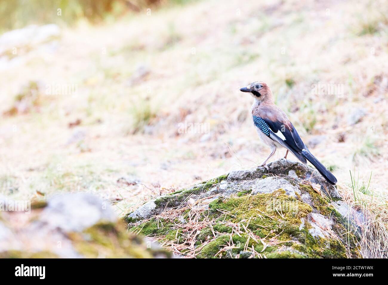 Portrait of a beautiful bird perched on a stone. Jay or Garrulus Glandarius. Concept of nature Stock Photo