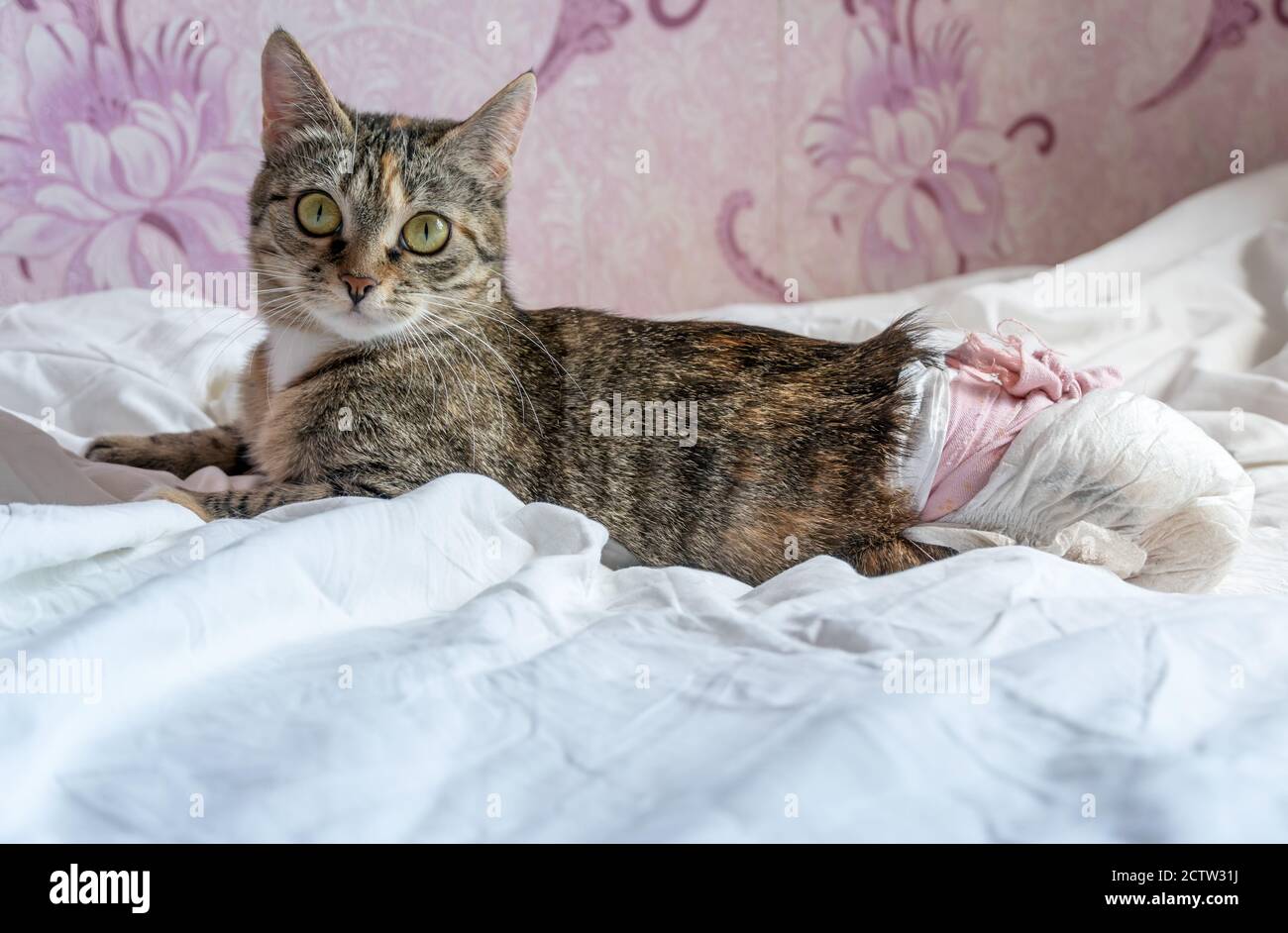 beautiful disabled cat with big green eyes in a disposable diaper is lying on a white sheet on