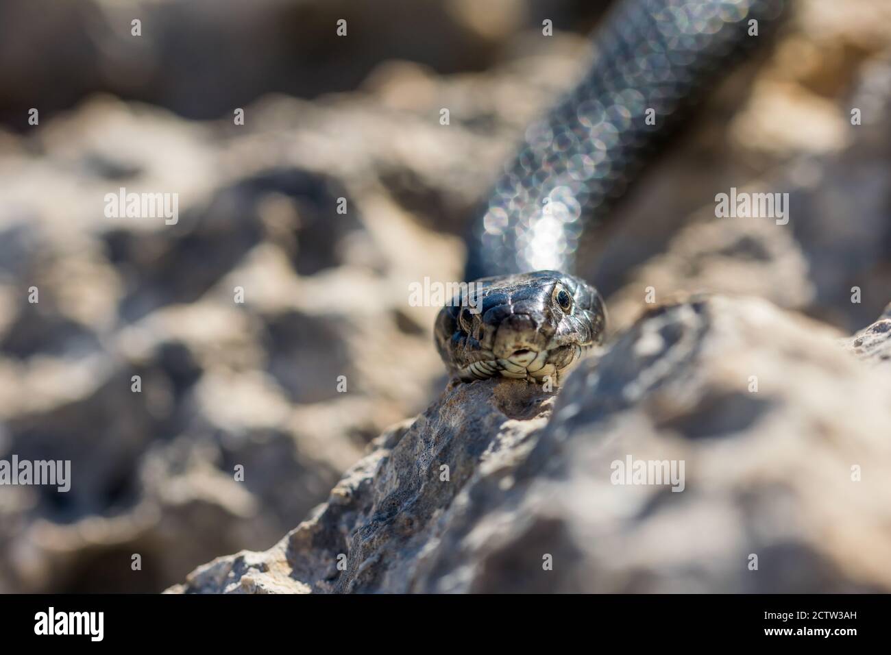 Close up shot of the head of an adult Black Western Whip Snake