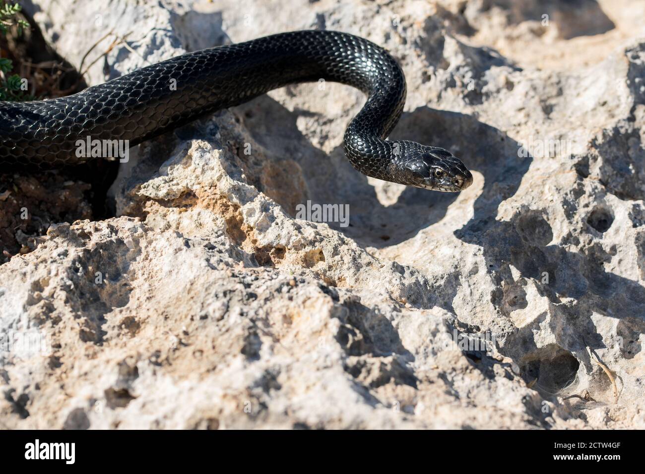 Black western whip snake, Hierophis viridiflavus, slithering on rocks and  dry vegetation in Malta Stock Photo - Alamy