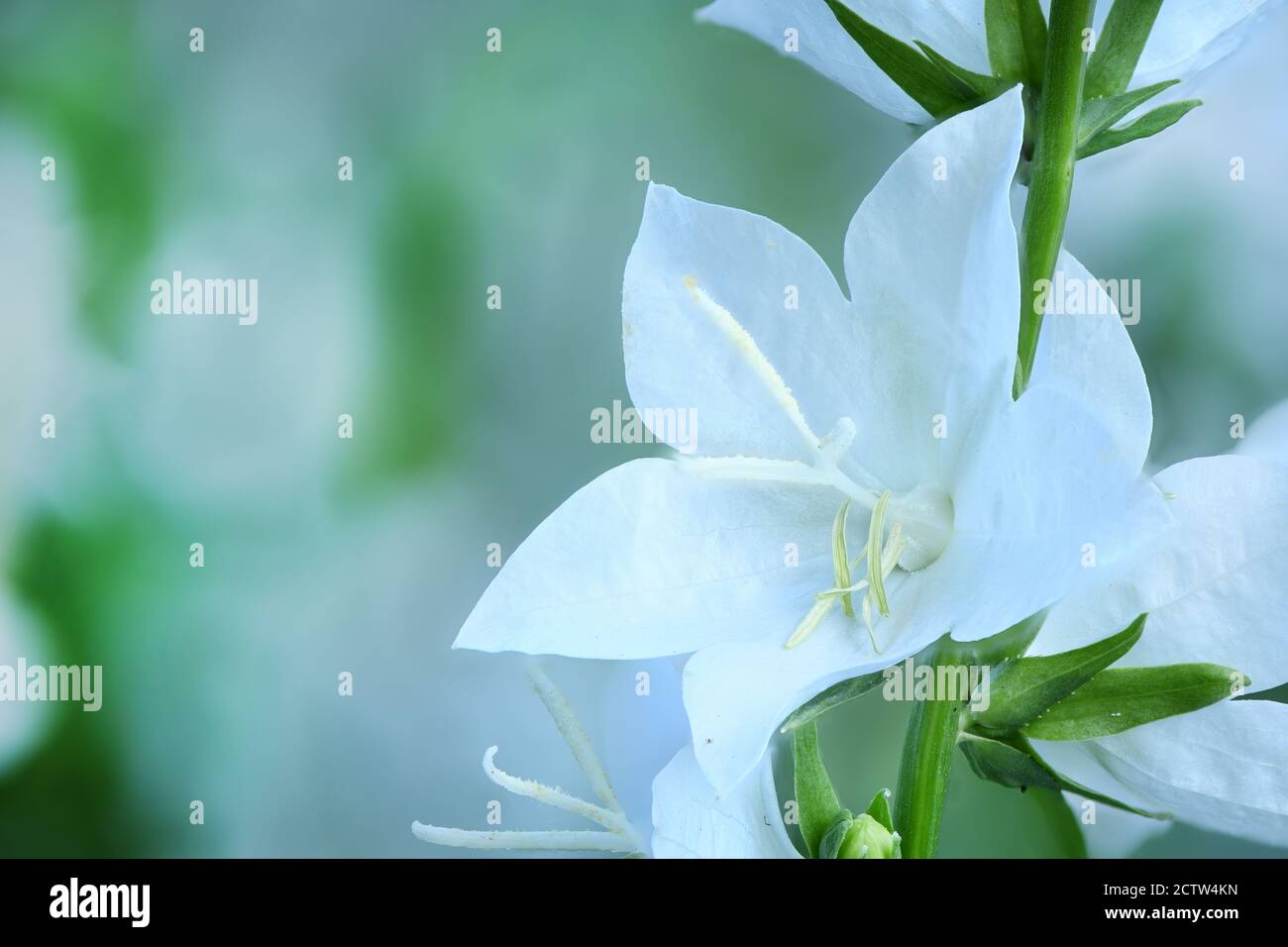 Campanula latifolia alba giant bellflower white plant. Is Latin for 'little bell'. In Russian it is called kolokolchik. In Ukrainian it is called Dzvo Stock Photo
