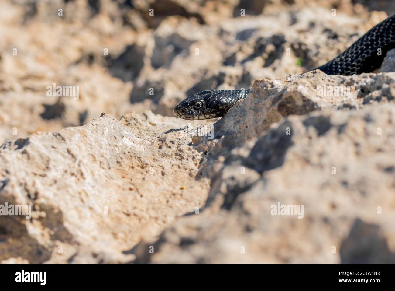 Black western whip snake, Hierophis viridiflavus, slithering on rocks