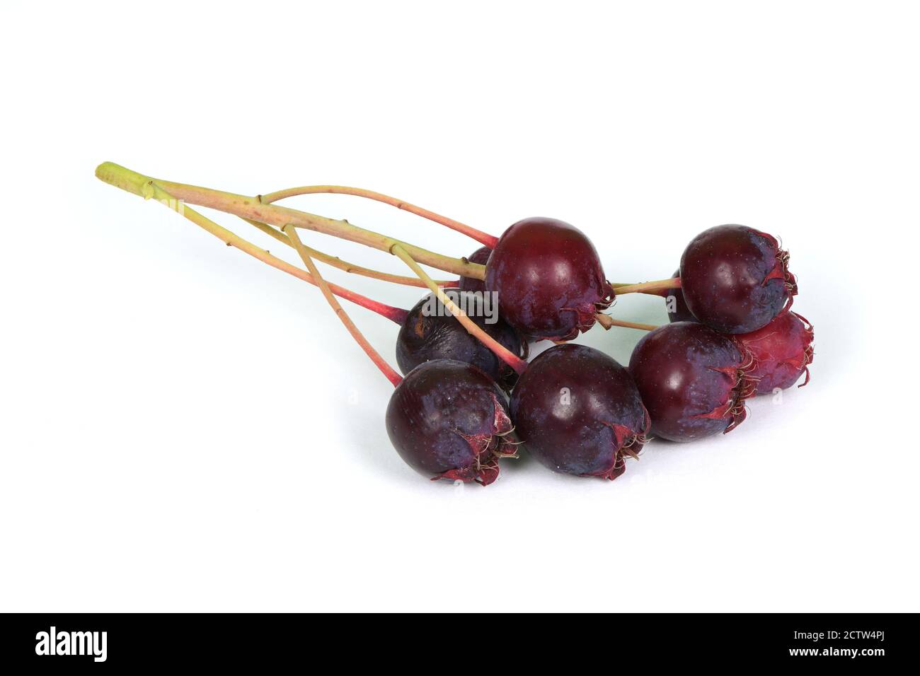 Amelanchier Canadensis shadwood shadblow chuckley pear Serviceberry sugarplum wild-plum shadbush sarvis 5 seeds juneberry Amelanchier Canadensis shadwood shadblow chuckley pear Serviceberry sugarplum wild-plum shadbush sarvis 5 seeds juneberry