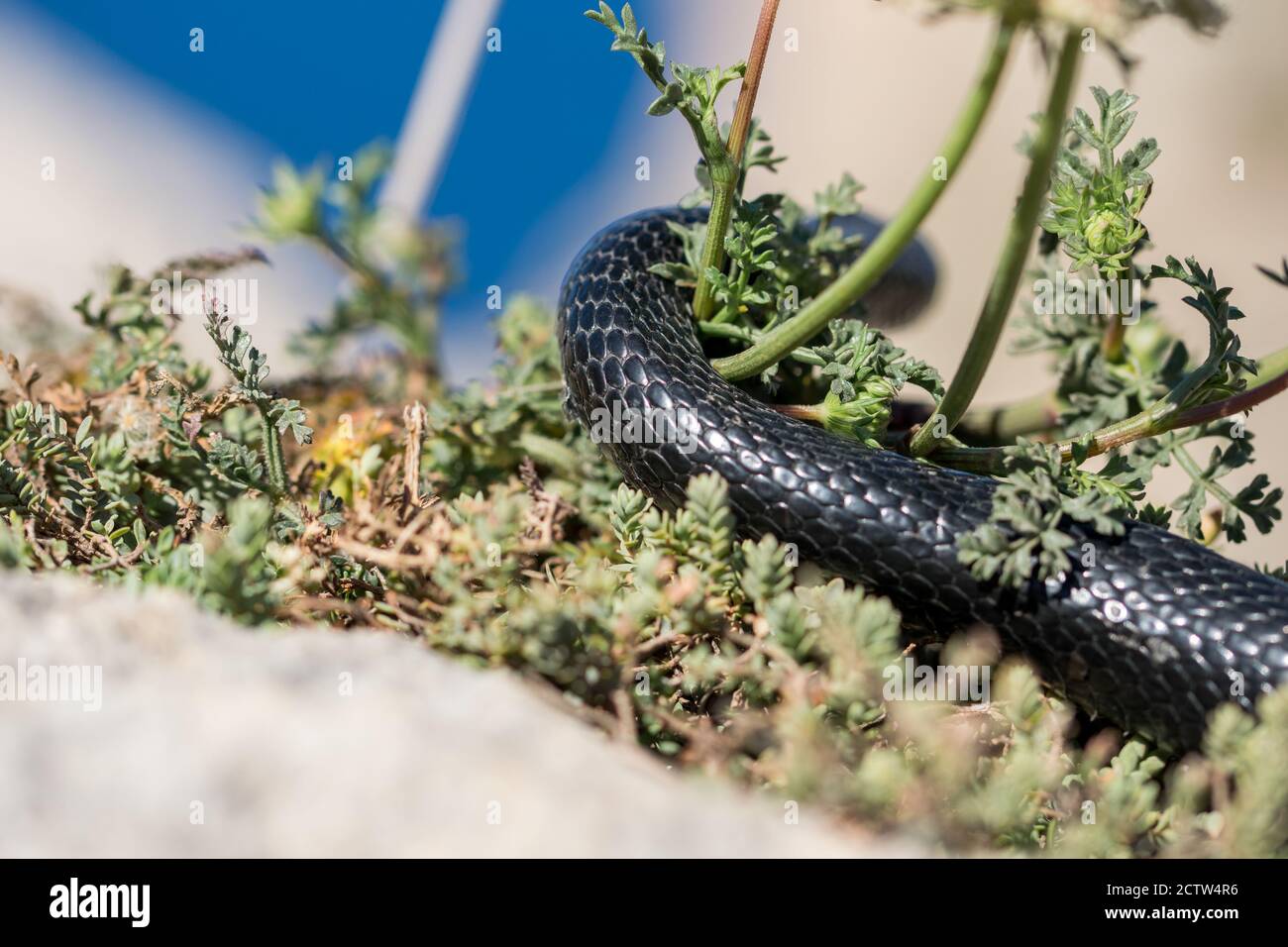 Black western whip snake, Hierophis viridiflavus, slithering on rocks