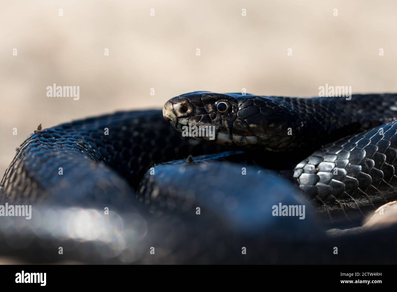 Black western whip snake, Hierophis viridiflavus, basking in the sun on