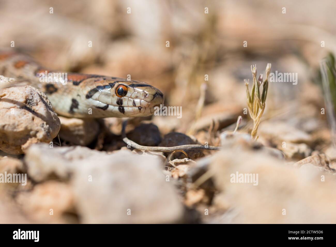 Close up shot of the head of an adult Leopard Snake or European Ratsnake, Zamenis situla, in Malta Stock Photo