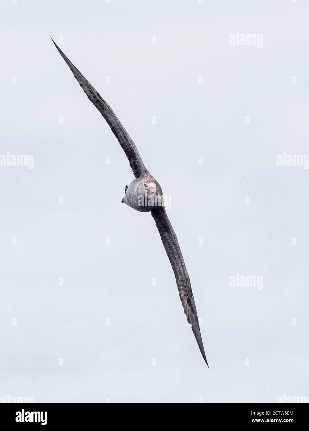 Southern giant petrel or Antarctic giant petrel flying (Macronectes giganteus) over the Scotia sea Antarctica Stock Photo