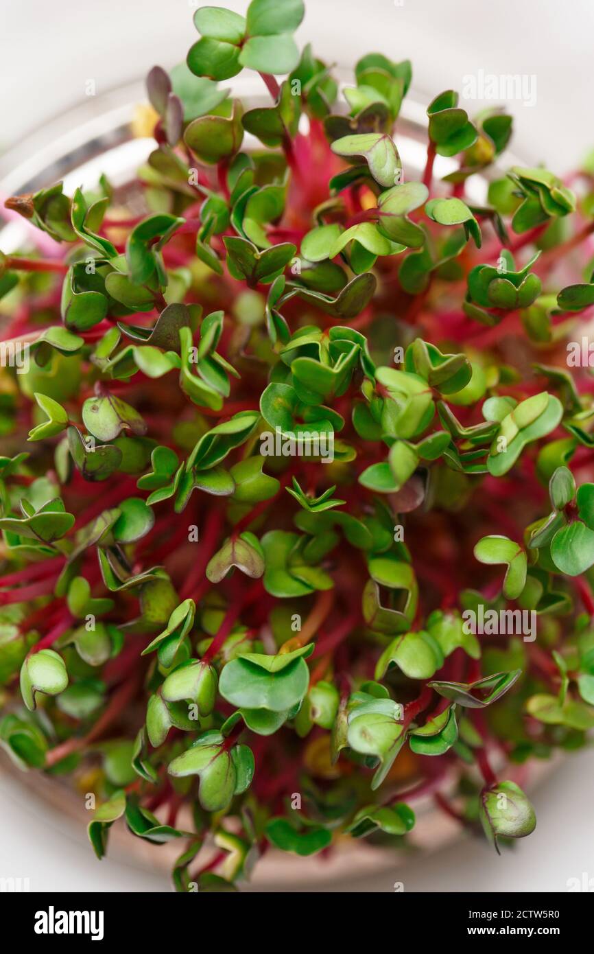 Pousse Rouge Close-up of radish microgreens - green leaves and purple stems ...