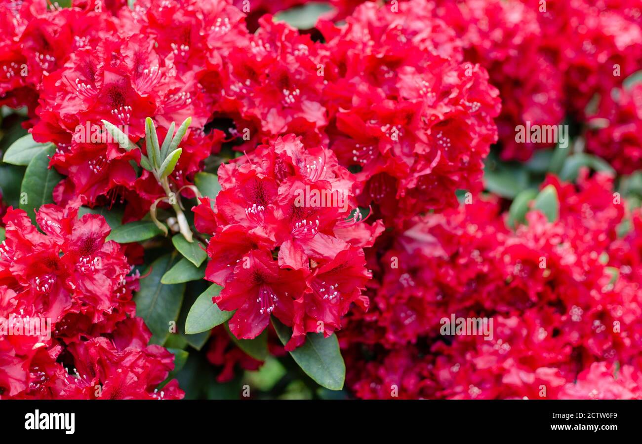 Rhododendron 'Erato' in bloom. Red blooming rhododendron background. Stock Photo