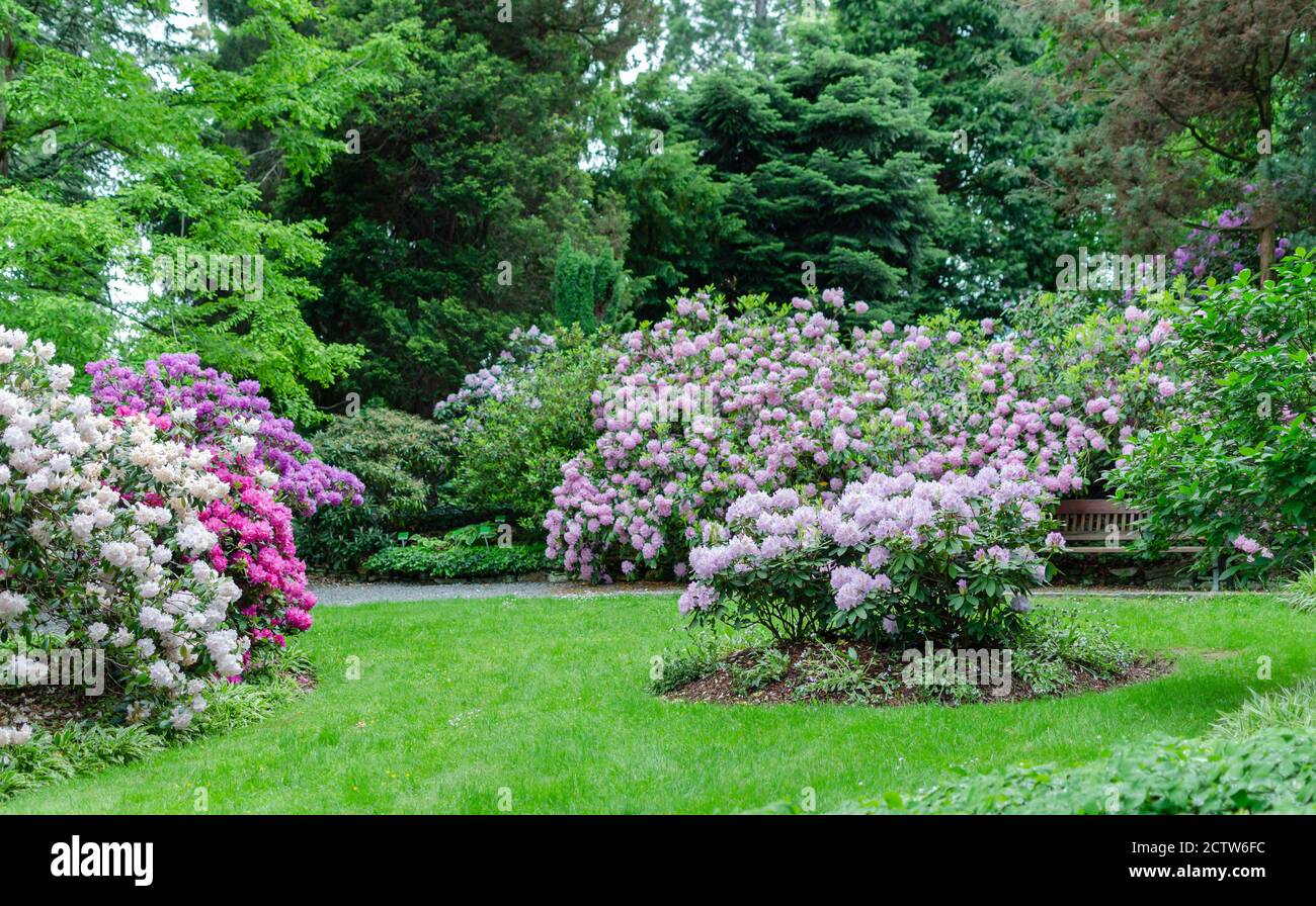 Beautiful botanical landscape with blooming rhododendrons, trees, walkside and bench. Spring background. Stock Photo