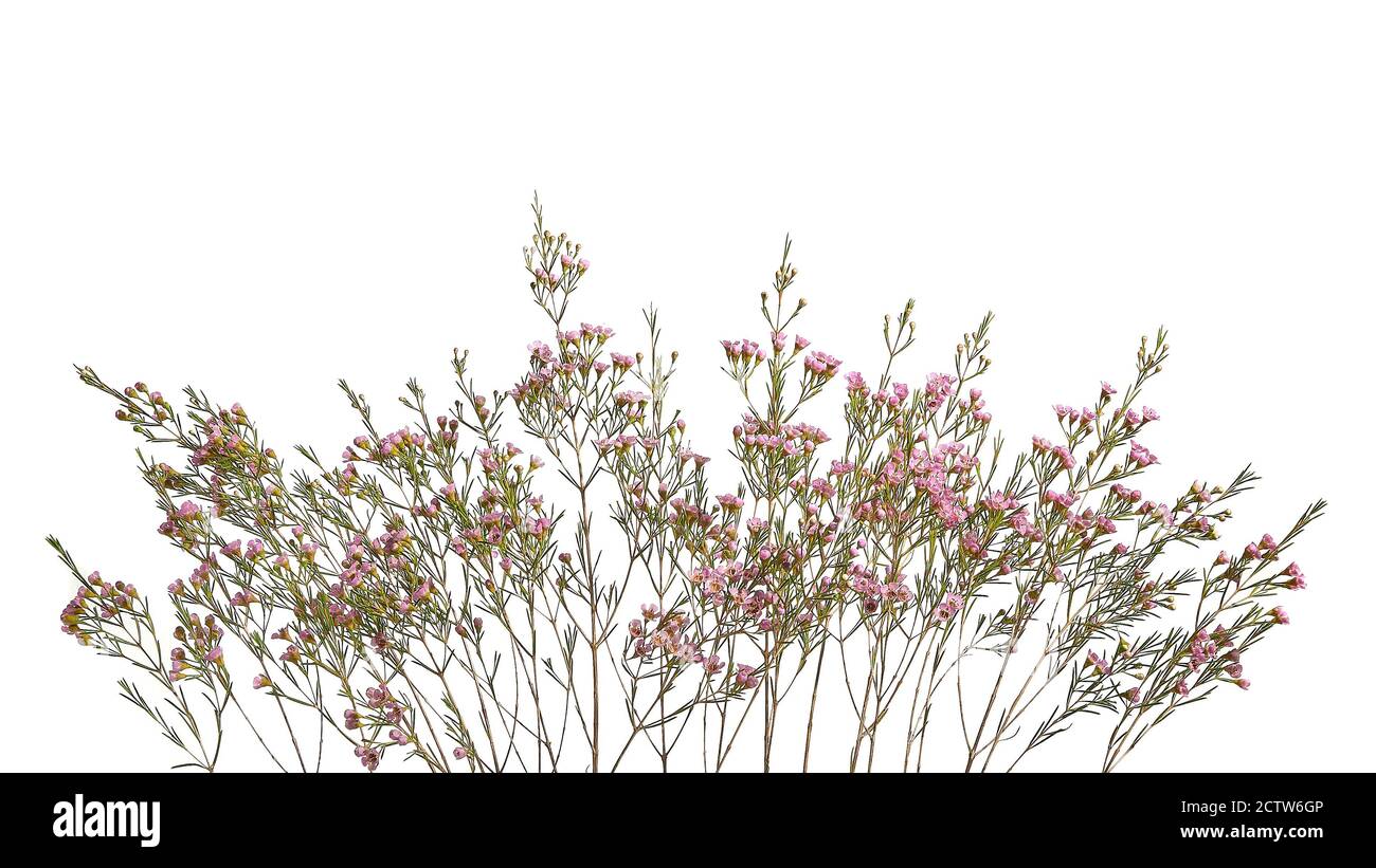 Chamelaucium uncinatum. Floral border. Stock Photo