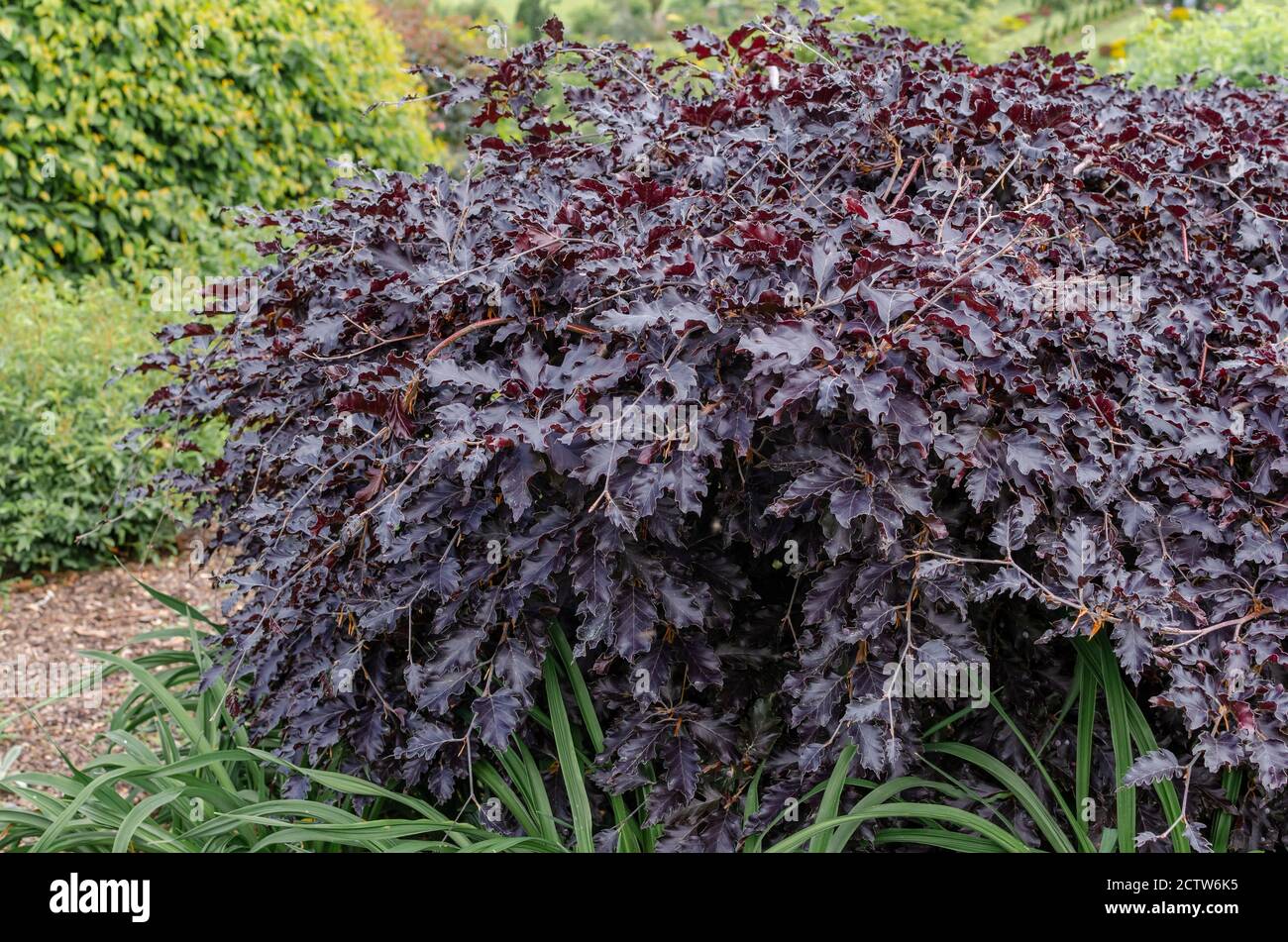 Fagus sylvatica 'Rohan Weeping' in summer Stock Photo - Alamy