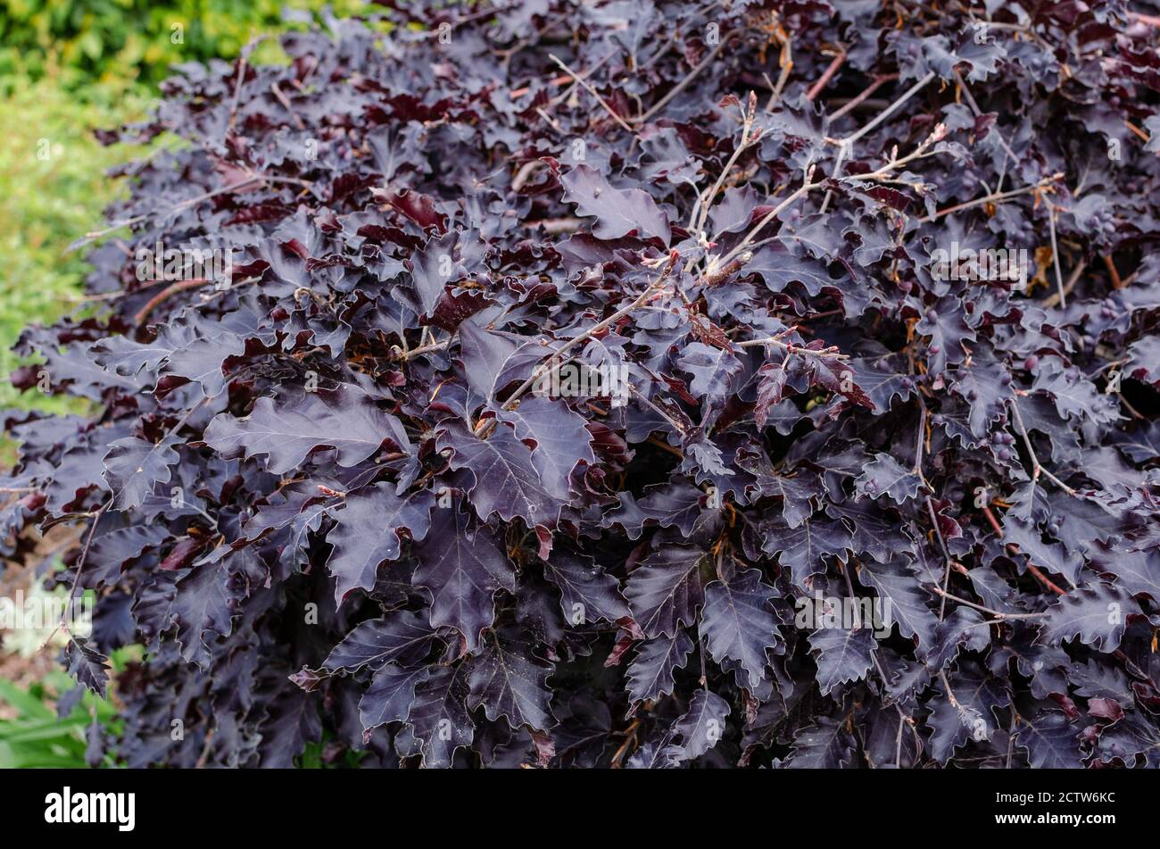 farn beet Bohan F1 Untreated Beet Seeds main image 0