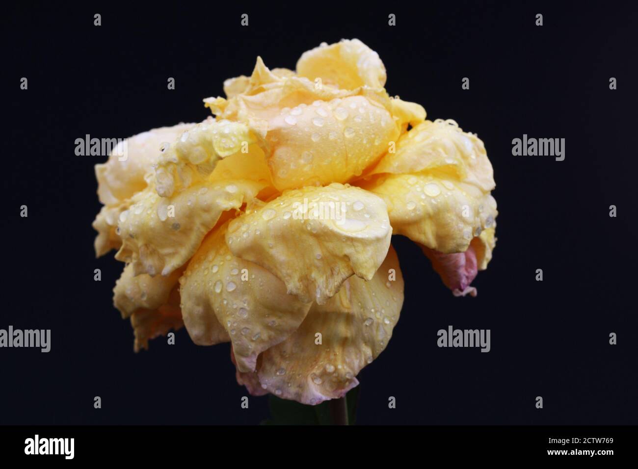 Rosiden rose hi-res stock photography and images - Alamy