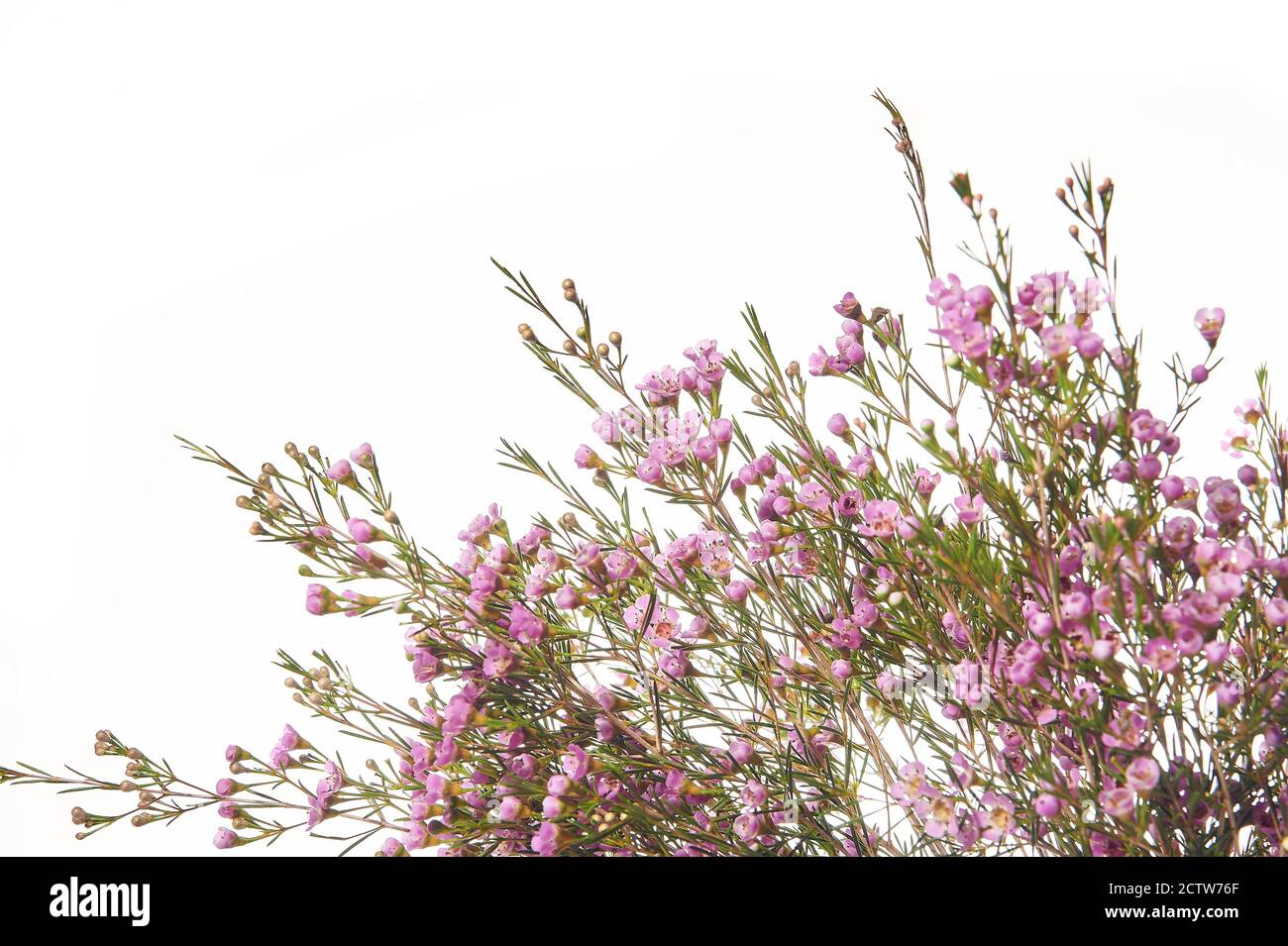 Chamelaucium uncinatum. Floral border. Stock Photo