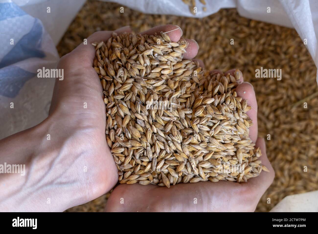 Women's hands hold a grain of wheat close up Stock Photo - Alamy