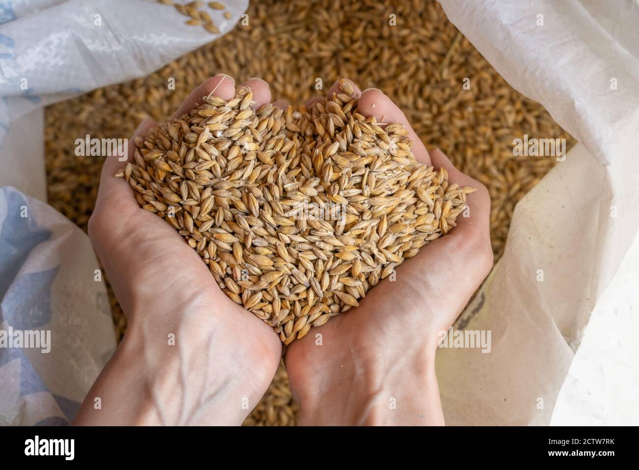 Women's hands hold a grain of wheat close up Stock Photo - Alamy