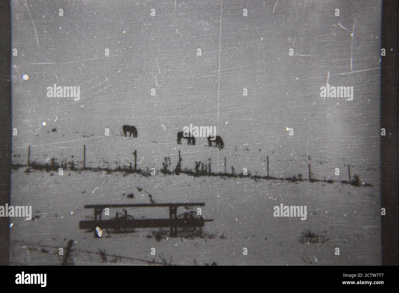 Fine 1970s vintage black and white photography of three horses grazing in the winter pasture and cold snow. Stock Photo