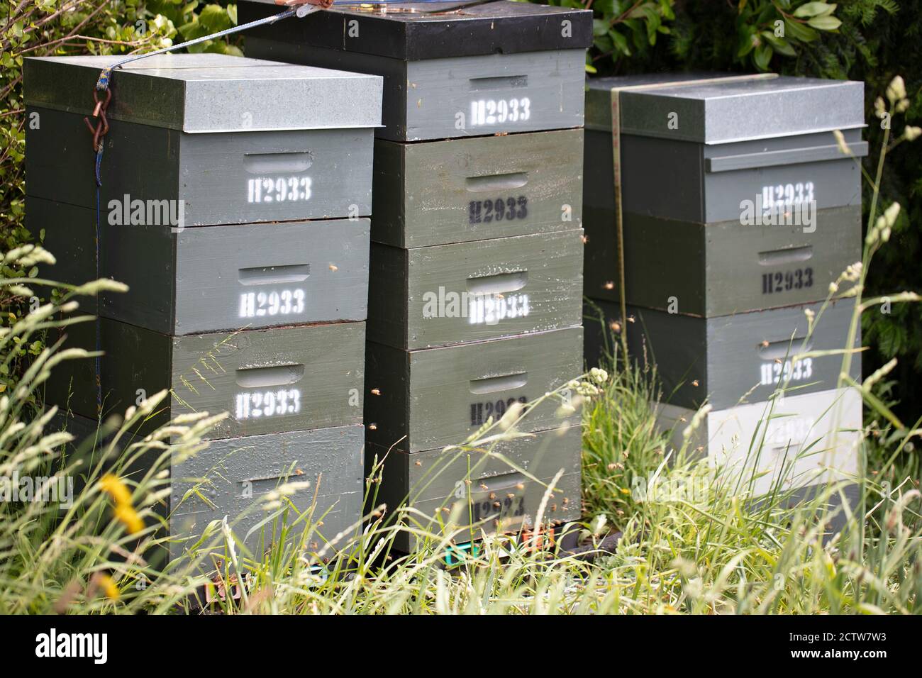 Green wooden beehives and bees in apiary in a botanical garden in Wellington, New Zealand.  Beekeeping or apiculture concept. Stock Photo