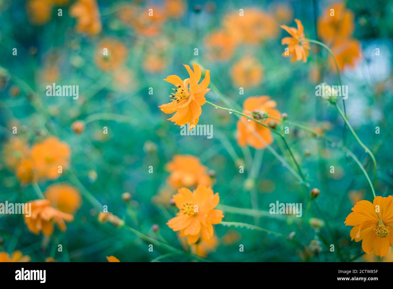 Vintage Photo Blooming Yellow Sulfur Cosmos Bush With Rain Drops At Organic Garden Near Dallas Texas Usa Stock Photo Alamy