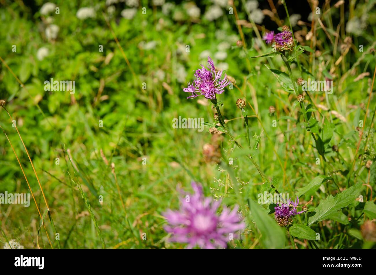 Bright beautiful natural background with purple field cornflowers on a Sunny day. In focus, one flower of the field cornflower, the rest in unfocus Stock Photo