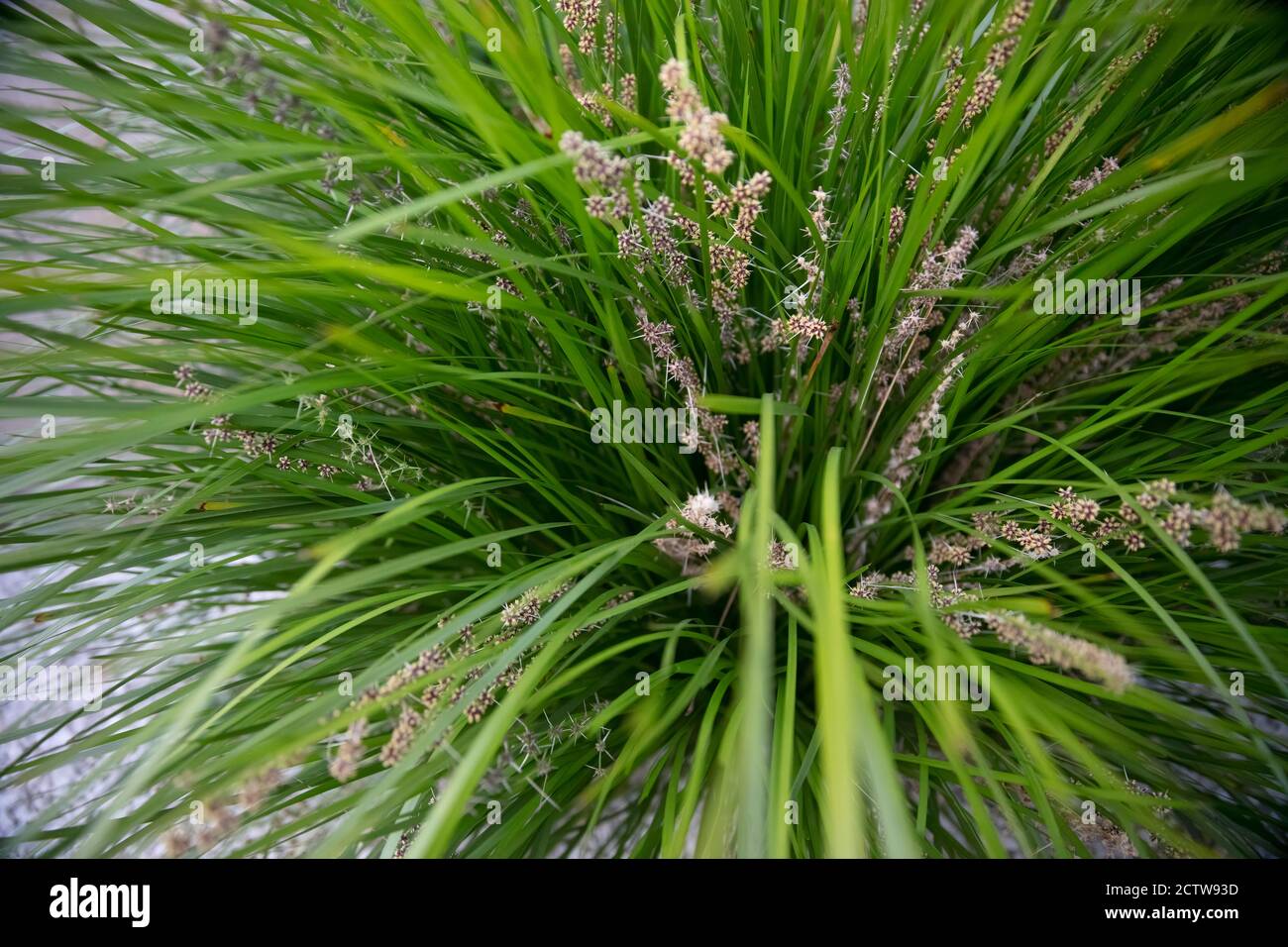 Lomandra tanika hires stock photography and images Alamy