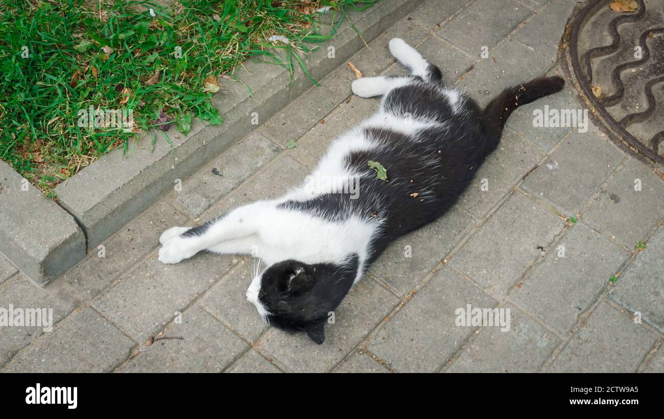 Black and white cat sleeping on the sidewalk under a tree, top view Stock Photo