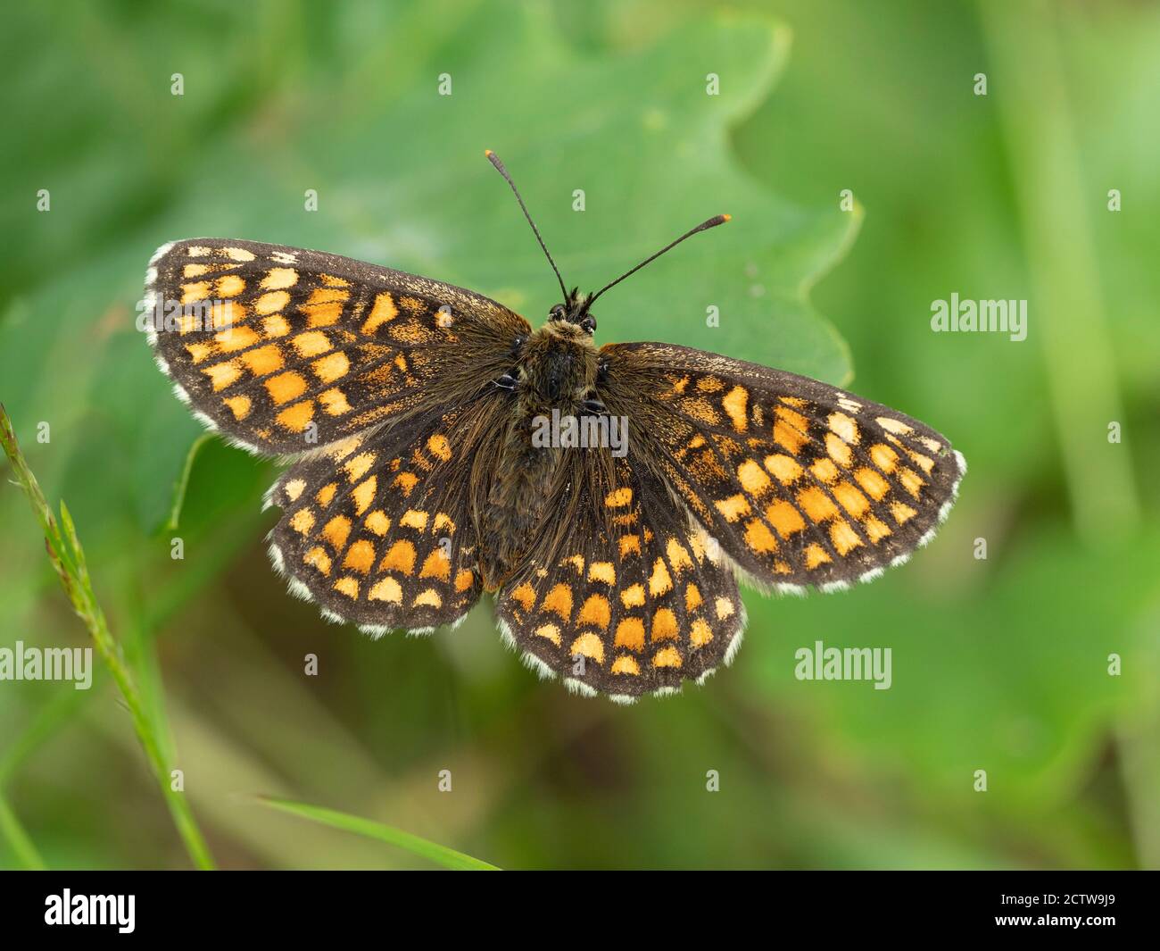 Heath Fritillary Butterfly (Melitaea athalia), Blean Woodlands, Kent UK Stock Photo