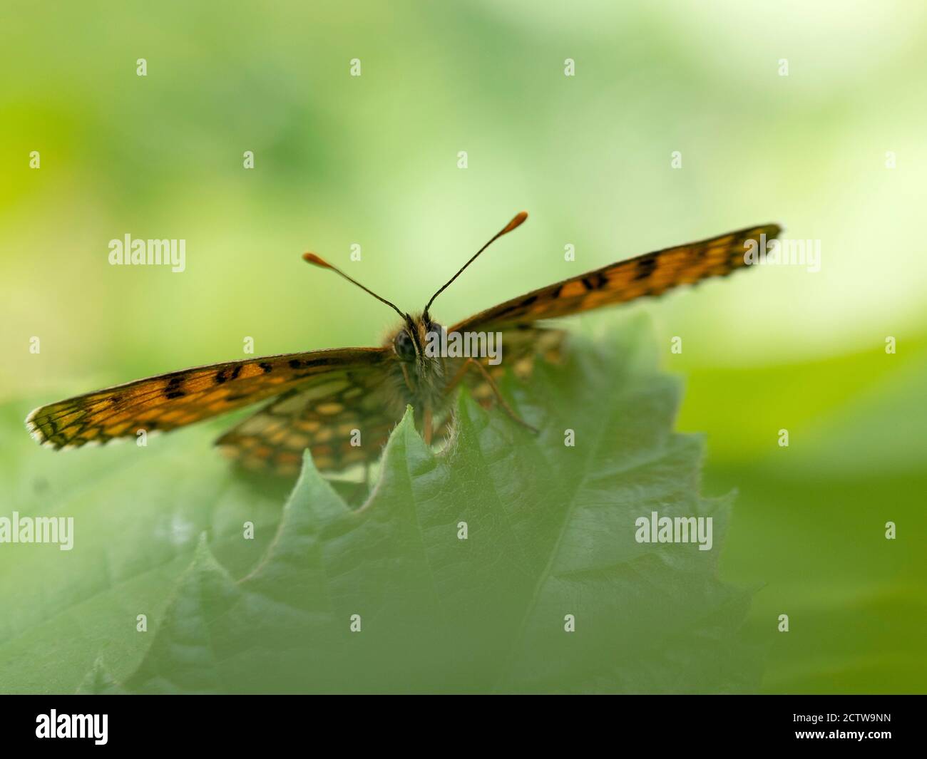 Heath Fritillary Butterfly (Melitaea athalia), Blean Woodlands, Kent UK Stock Photo