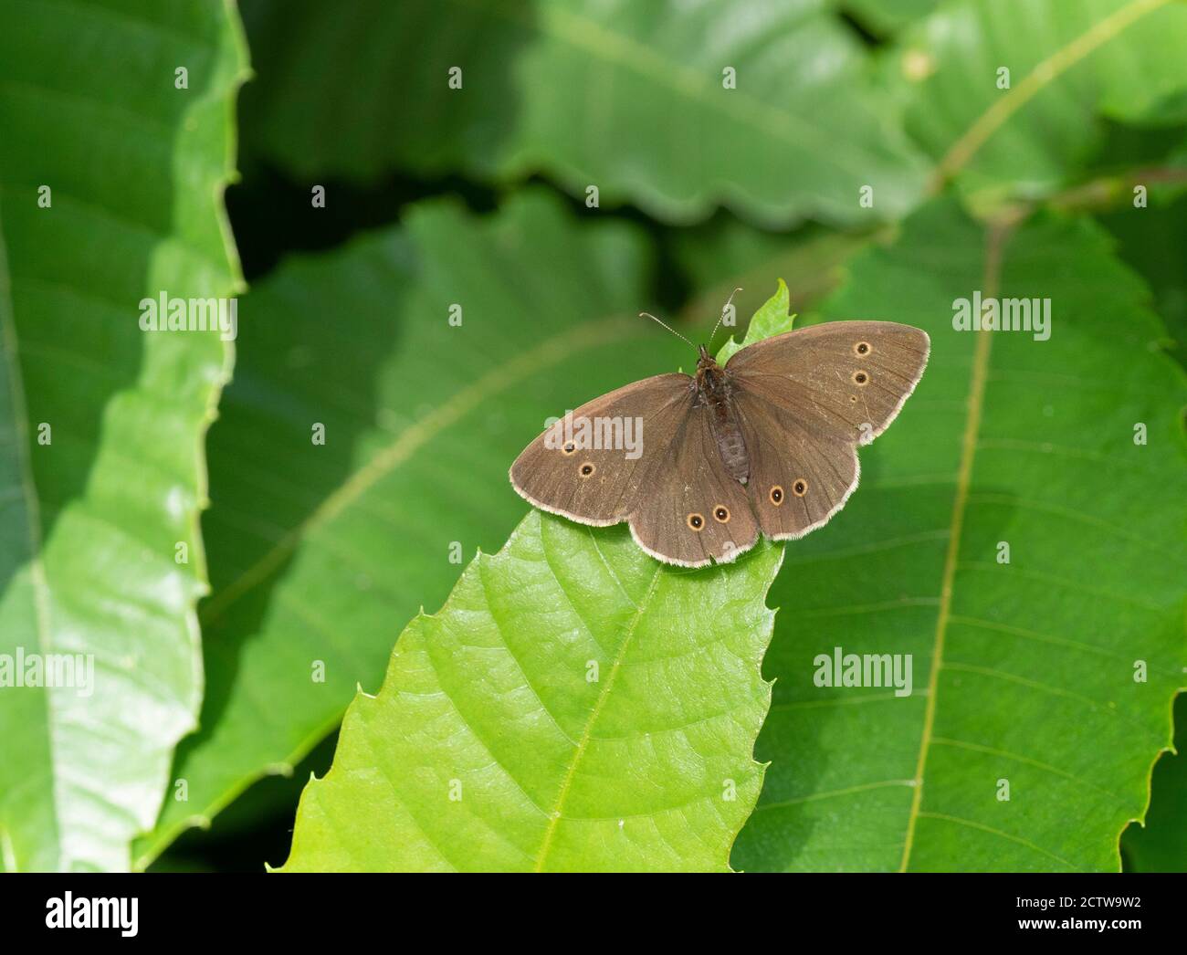 Ringlet butterfly (Aphantopus hyperantus) resting with wings open, Blean Woodlands, Kent UK Stock Photo