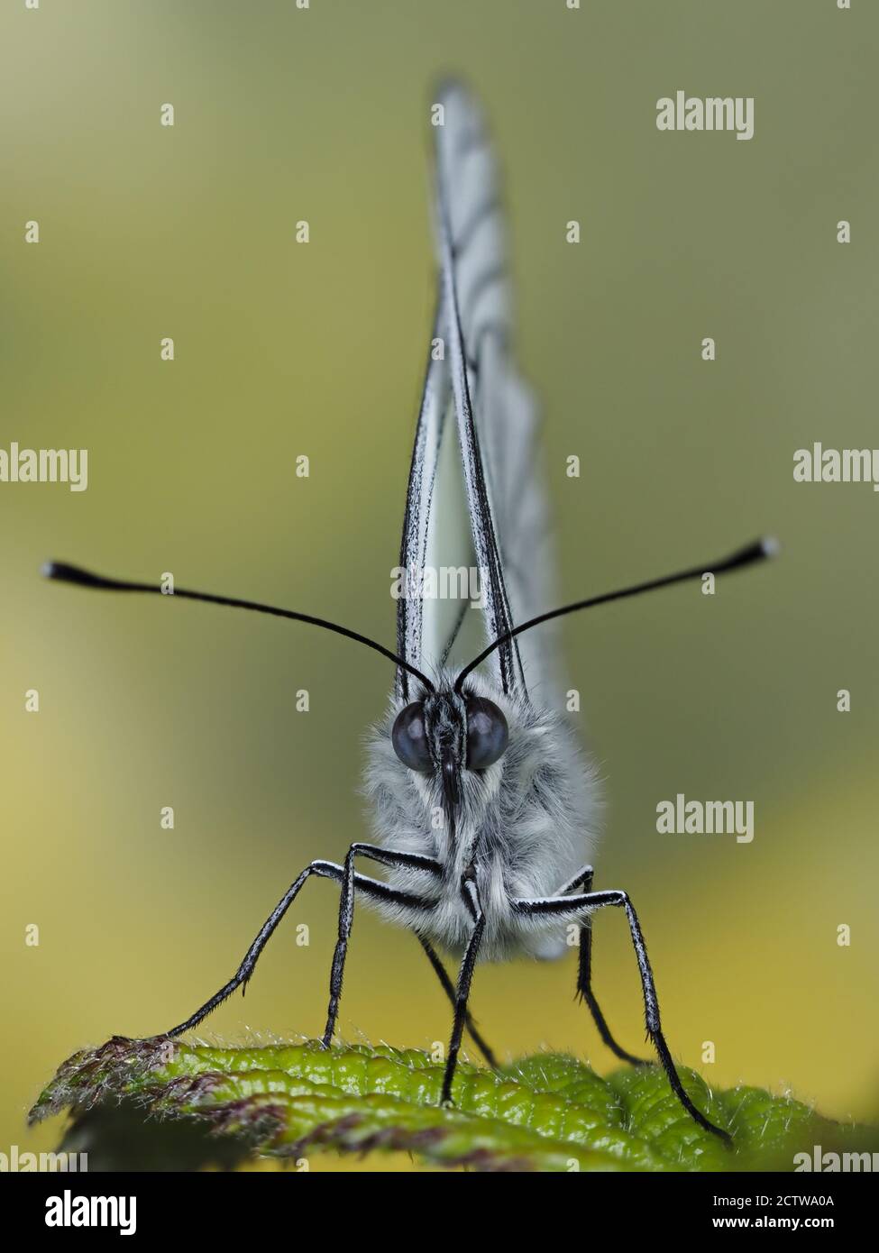 Black veined white butterfly (Aporia crataegi), stacked focus image, UK, controlled situation Stock Photo