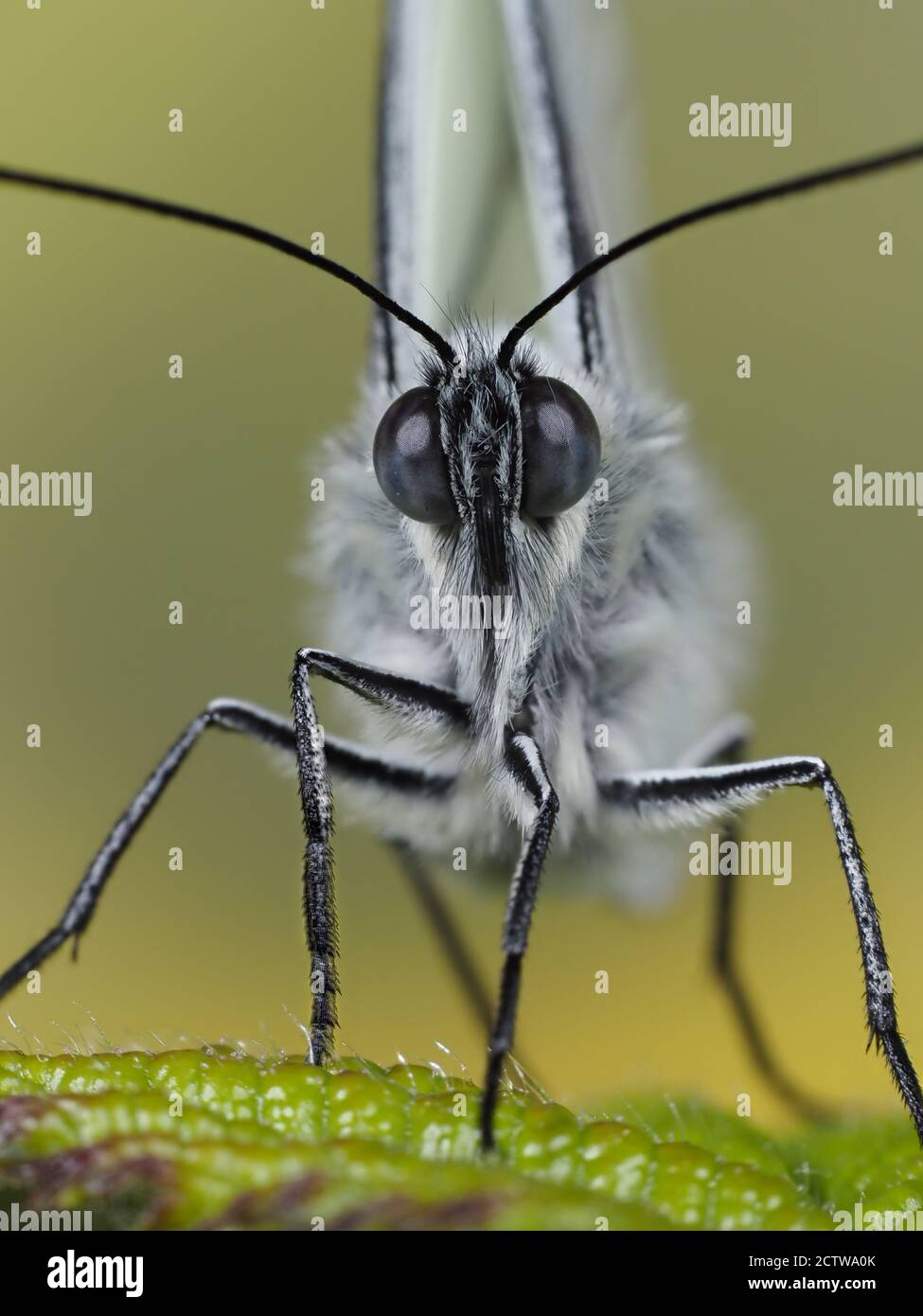 Black veined white butterfly (Aporia crataegi), stacked focus image, UK, controlled situation Stock Photo