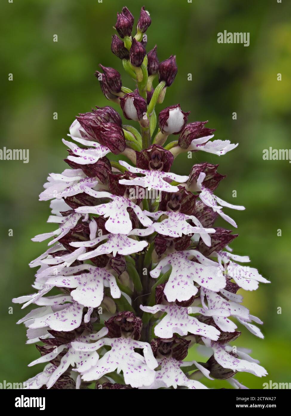 Lady Orchid (Orchis purpurea) in flower, Denge Woods, Bonsai Bank, Kent, UK, stacked focus image Stock Photo