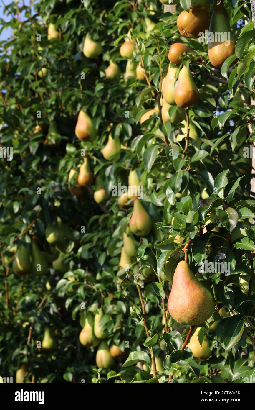 Pear fruits in agriculture, cultivation and summer production Stock