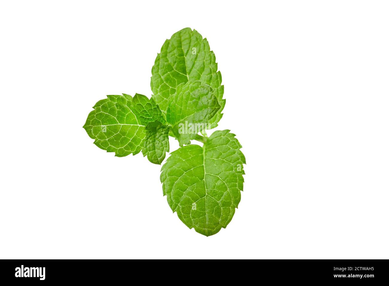 Fresh green mint stem with leaves isolated on white. Close up, copy space, top view Stock Photo